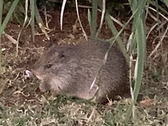 Thryonomys swinderianus