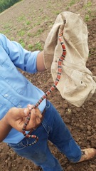 Micrurus nigrocinctus