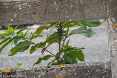 Phytolacca americana