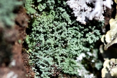 Leprocaulon americanum