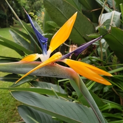 Strelitzia reginae reginae