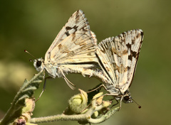 Heliopetes americanus bellatrix