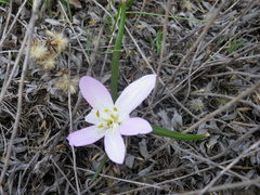 Colchicum bulbocodium versicolor