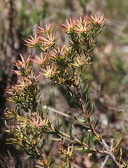 Leucadendron lanigerum lanigerum