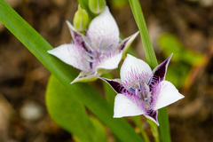 Calochortus elegans selwayensis