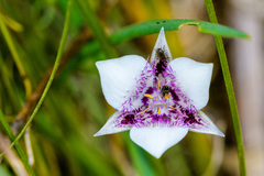 Calochortus elegans selwayensis