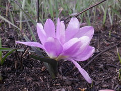 Colchicum bulbocodium versicolor