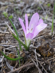 Colchicum bulbocodium versicolor