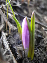 Colchicum bulbocodium versicolor
