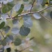 Grey Poplar - Photo (c) Erika Mitchell, some rights reserved (CC BY-NC), uploaded by Erika Mitchell