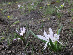 Colchicum bulbocodium versicolor