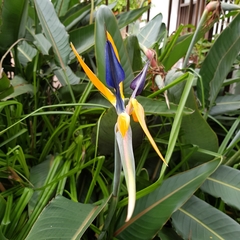 Strelitzia reginae reginae