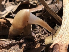 Euglandina rosea