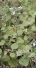 Clinopodium menthifolium ascendens