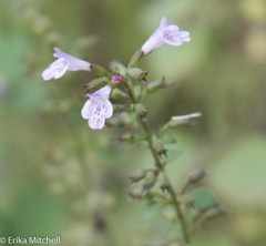 Clinopodium menthifolium ascendens