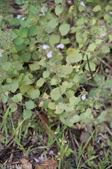 Clinopodium menthifolium ascendens
