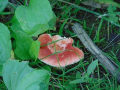 Russula lepida