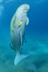 Dugong dugon