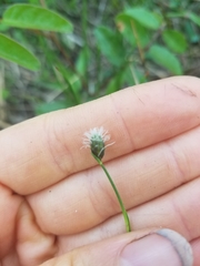 Fuirena scirpoidea