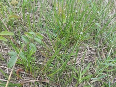 Fuirena scirpoidea