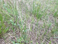 Fuirena scirpoidea