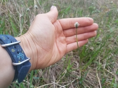 Fuirena scirpoidea