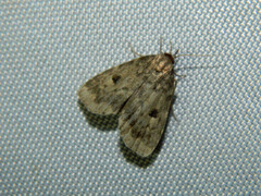 Parahypenodes quadralis