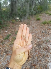 Schizachyrium stoloniferum