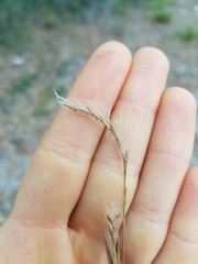 Schizachyrium stoloniferum