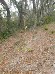 Schizachyrium stoloniferum