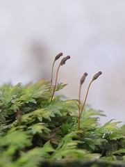 Fissidens incurvus
