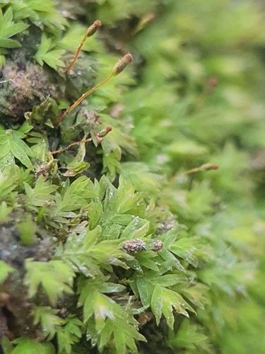 Image of Fissidens incurvus by no rights reserved