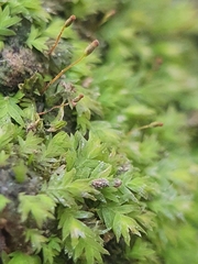 Fissidens incurvus
