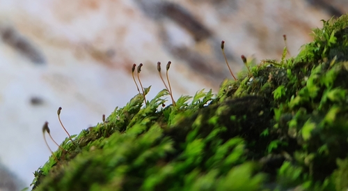 Image of Fissidens incurvus by no rights reserved