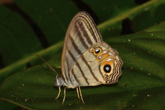 Splendeuptychia salvini