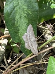 Chiasmia kilimanjarensis