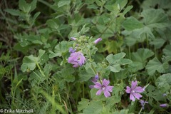 Malva sylvestris