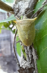 Arvelius albopunctatus