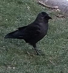 Corvus monedula