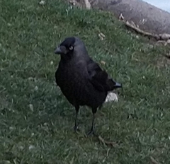Corvus monedula