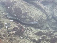 Gymnothorax javanicus