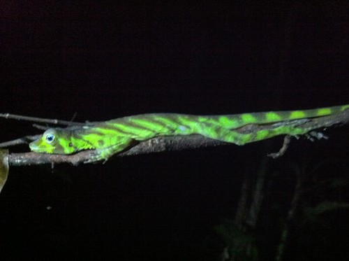 Transverse Anole, Anolis transversalis