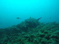 Carcharhinus albimarginatus