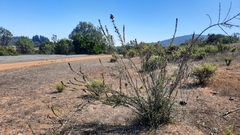 Clinopodium chilense