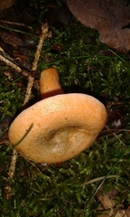 Lactarius subdulcis