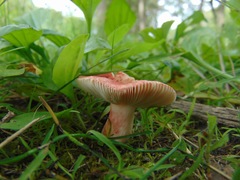 Russula lepida