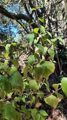 Podanthus ovatifolius