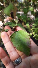 Podanthus ovatifolius