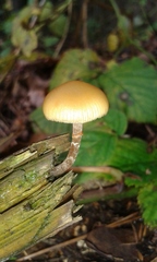 Agaricales