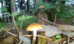 Agaricales